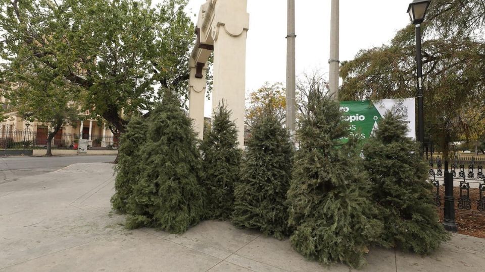 Centros de acopio de pinos navideños en Monterrey | Gobierno de Monterrey