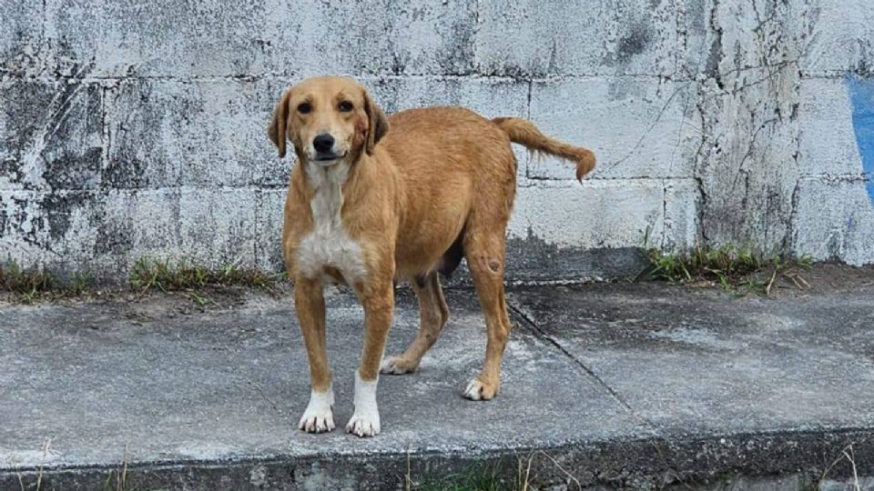 Un perrito abandonado.