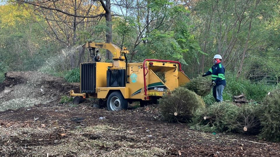 Monterrey reciclará pinos navideños en centros de acopio