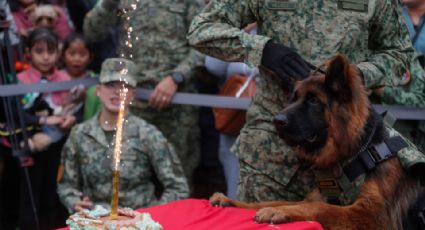 Arkadas, el perrito donado por Turquía, festeja su primer año de vida