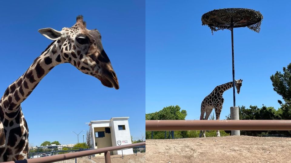 Benito, jirafa de Ciudad Juárez será trasladada a zoológico de Puebla