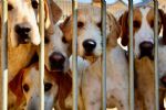 Corea del Sur aprueba proyecto de ley para prohibir consumo de carne de perro