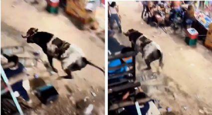 Video: Toro escapa del ruedo y provoca pánico y daños en una feria en Yucatán