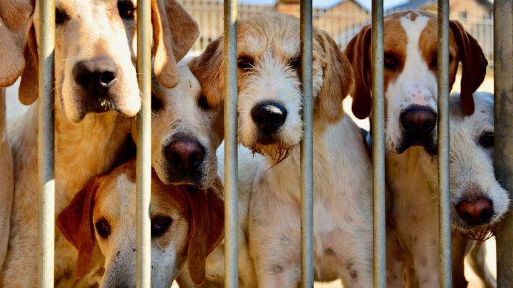 Corea del Sur aprueba proyecto de ley para prohibir consumo de carne de perro
