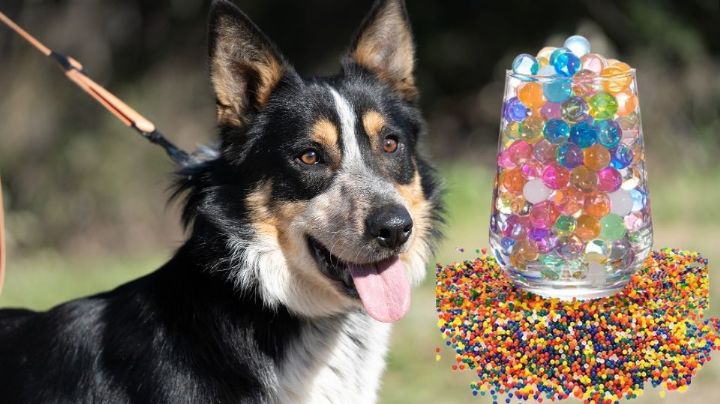 Operan a un perrito de emergencia tras comerse una bolsa de Orbeez 