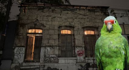 Video: Loro de la casa de Aramberri grita escalofriante frase frente a clientes