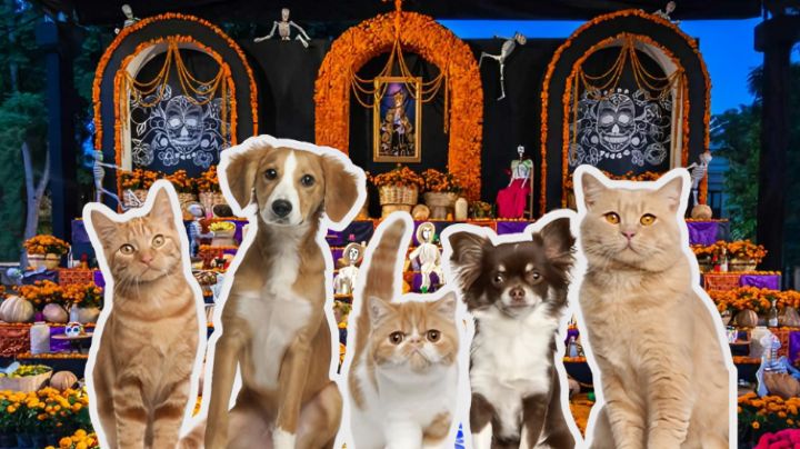 Día de muertos 2024: ¿Cuándo se pone el altar de mascotas y qué se pone?