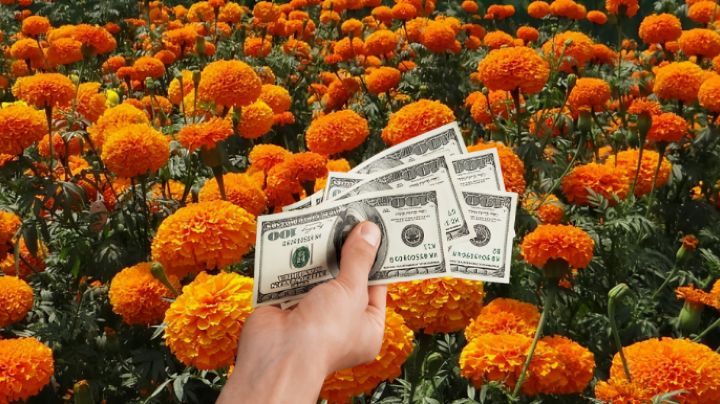 ¿Dónde conseguir flor de cempasúchil en Monterrey y cuánto cuesta en 2024?