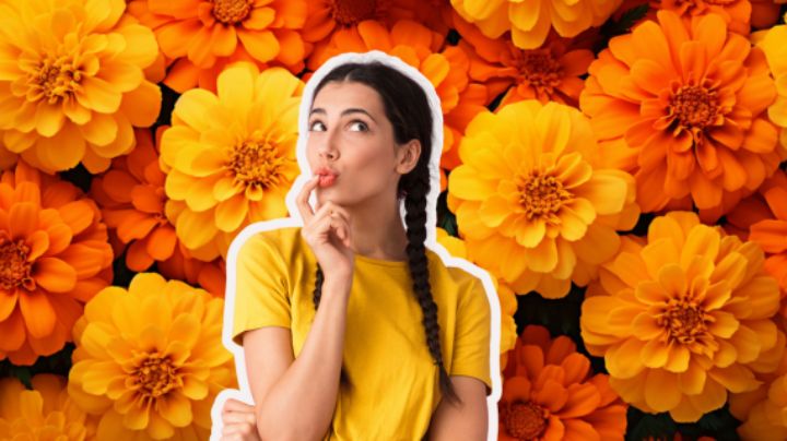 Día de Muertos 2024: ¿Qué hacer con la flor de cempasúchil después de la ofrenda?
