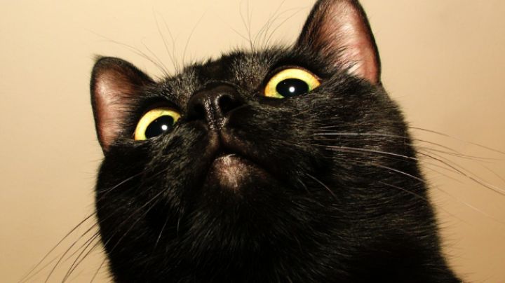 ¿Por qué el mes de octubre es peligroso para los gatos negros?
