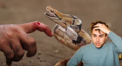 ¿Cuáles son los primeros auxilios ante una mordedura de serpiente? | Consejos clave