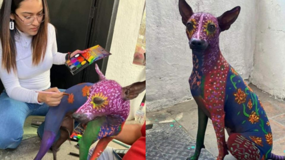 Perrita xoloitzcuintle llamada Noa.