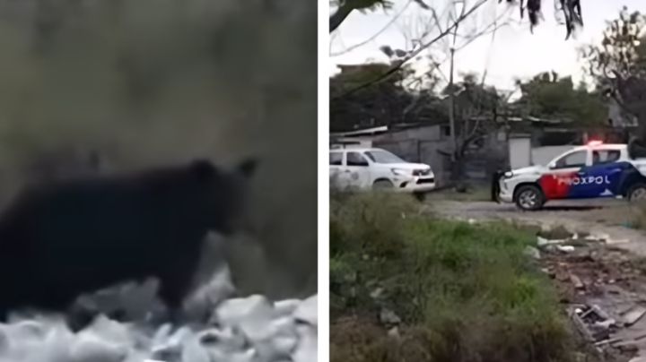 Oso negro es visto buscando comida en basurero de Escobedo