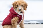 5 consejos para proteger a tus perritos del frío y evitar enfermedades