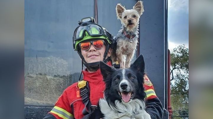 Corte revoca amparo a responsable del homicidio de perros rescatista 'Athos y Tango'
