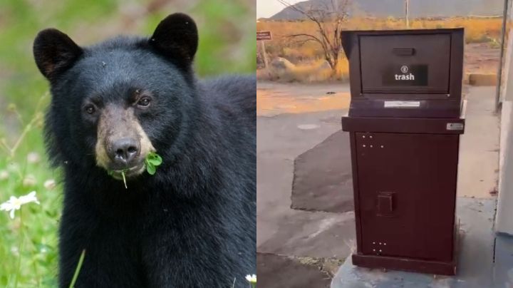 Buscan instalar contenedores de basura 'anti-osos' en Nuevo León