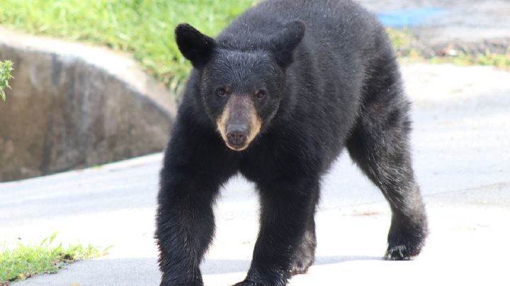 San Pedro es tierra de osos; se duplican los avistamientos en el municipio