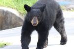 ¿Por qué los osos están bajando más seguido de la sierra? Esto explica una activista