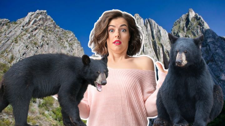 Todo lo que necesitas saber sobre los osos negros en Nuevo León