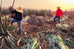 Waldo Fernández pide investigar monopolios que afecten a productores de agave en México