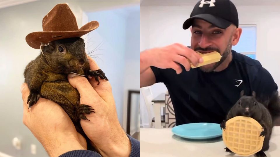 Peanut, la ardilla viral de las redes sociales, fue sacrificada | X / $PNUT - Peanut The Squirrel | Fan Page
