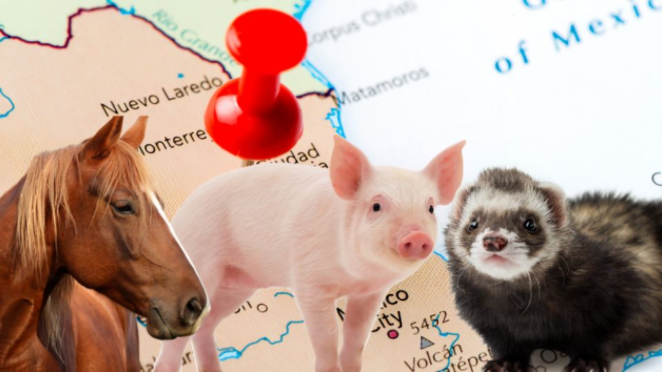 Este es el estado en donde hay mayor multa por maltrato animal.