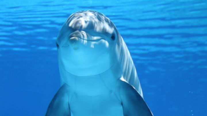 Hallan fentanilo en delfines del Golfo de México: Estudio
