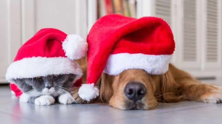 3 riesgos para tu perro en invierno y fiestas decembrinas: cómo prevenirlos