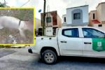 Taquero que arrojó aceite a perrito abandona su casa en Apodaca; autoridades no logran ubicarlo