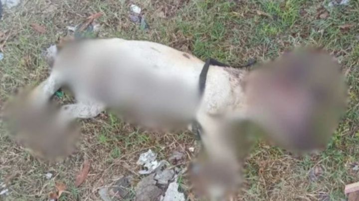 Clausuran puesto de tacos donde dueño mató a perrito al arrojarle aceite hirviendo