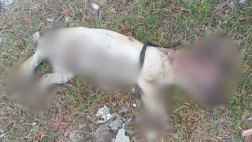 Perrito víctima de maltrato animal.