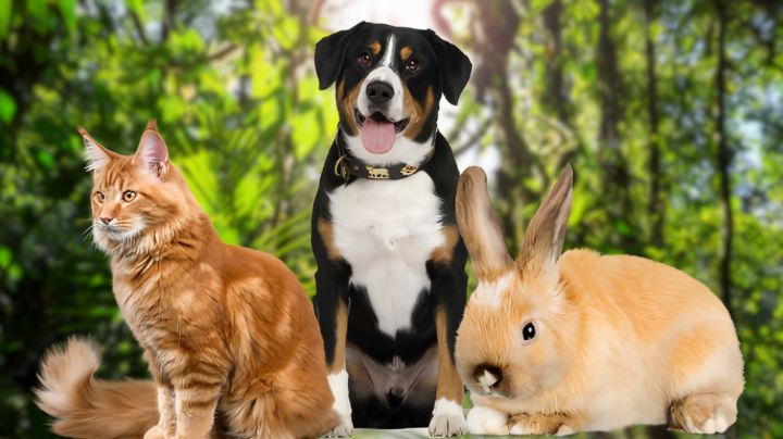 Día internacional de los derechos de los animales: ¿Cuáles son y cómo se aplican?