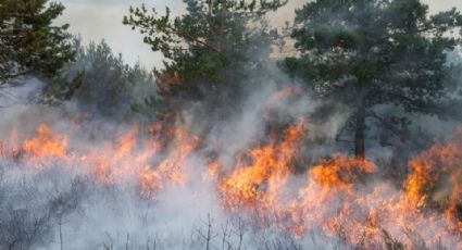 Hombre va a prisión por causar incendio forestal durante revelación de género en EU