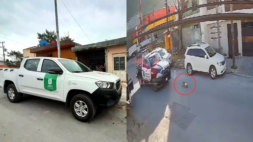 Investigarán caso de perrito atropellado por policías de Guadalupe