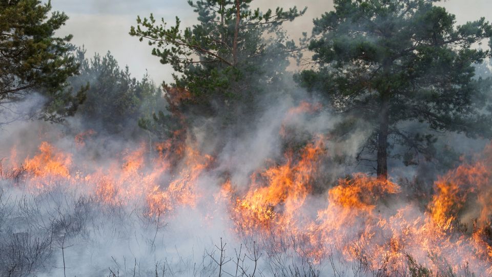 Incendio forestal causó graves daños a una zona de California en 2020