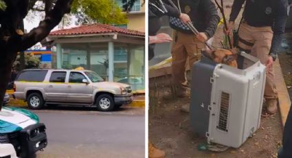 Perrito 'avisó' que su dueño había fallecido en su camioneta en la CDMX