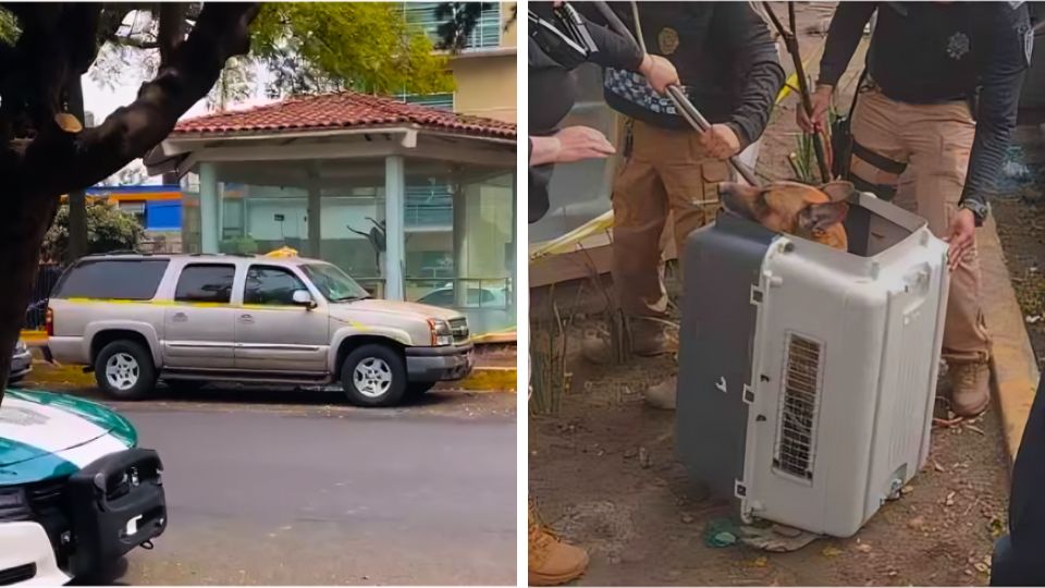 Lomito estuvo con su dueño hasta su último aliento en la Ciudad de México.