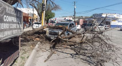 Video: Árbol cae encima de camioneta y hiere a dos en Linares