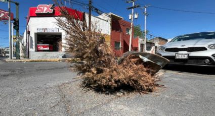 ‘Reciclan’ pinos navideños como tapadores de registros en Monterrey