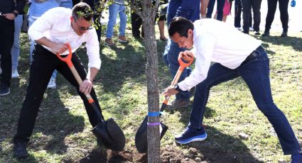 Plantan alcaldes de Monterrey y San Nicolás 50 encinos en colonia Industrias del Vidrio