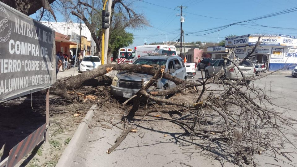 Árbol cae encima de camioneta en Linares | Protección Civil de Linares