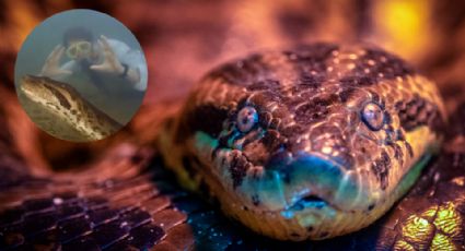 Anaconda verde: Así es la serpiente más grande del mundo recién encontrada