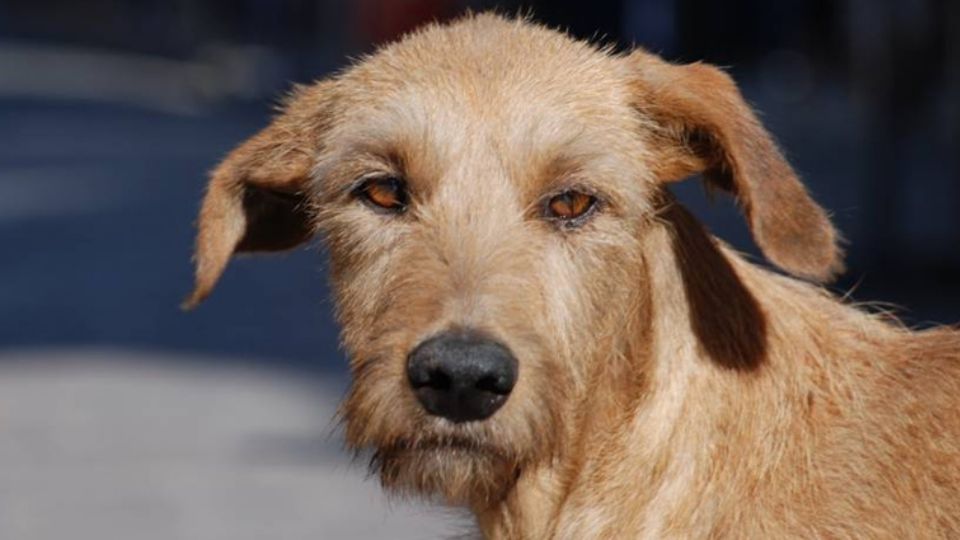 Perro traía brazo humano en el hocico