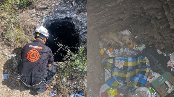 Rescatan a perrito que cayó a pozo de tres metros en Monterrey