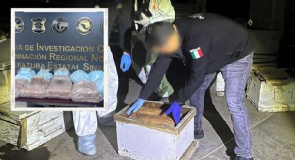 Hallan fentanilo y cocaína en paneles de abejas en Sinaloa