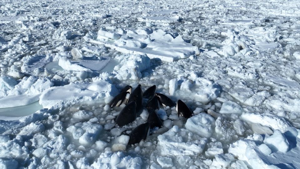 Un grupo de aproximadamente 15 orcas ha quedado atrapado en hielo a la deriva frente a la costa de la península de Shiretoko, en Hokkaido