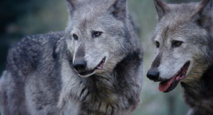 ¿Lobos mutantes de Chernobyl ayudarían a curar el cáncer? Esto dice un estudio