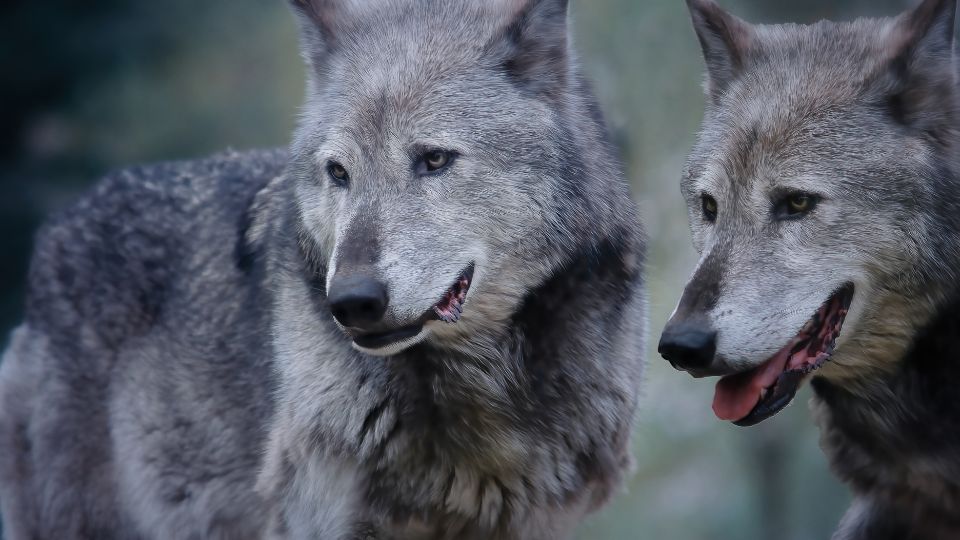 Investigan si lobos en Chernobyl muestran resistencia al cáncer