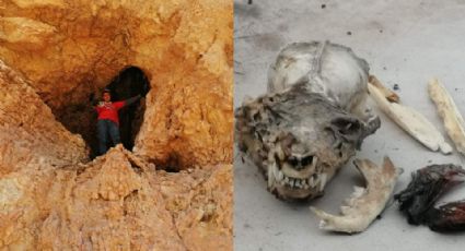 ¿Un nahual? Hallan cráneo humanoide con colmillos en cueva de Coahuila