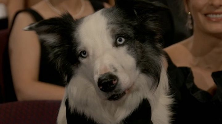 ¿Quién es Messi, el perrito que causó furor en los Premios Oscar 2024?
